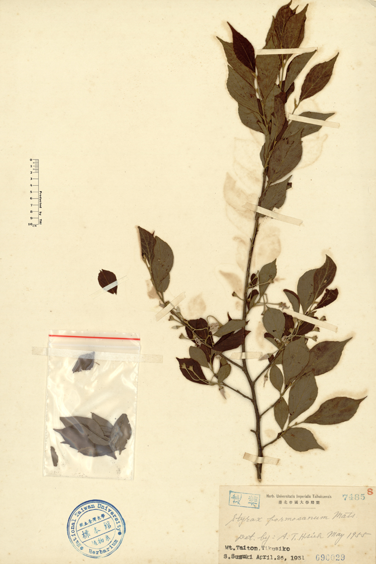 中文種名:烏皮九芎學名:Styrax formosana Matsum.俗名:烏皮九芎俗名（英文）:烏皮九芎