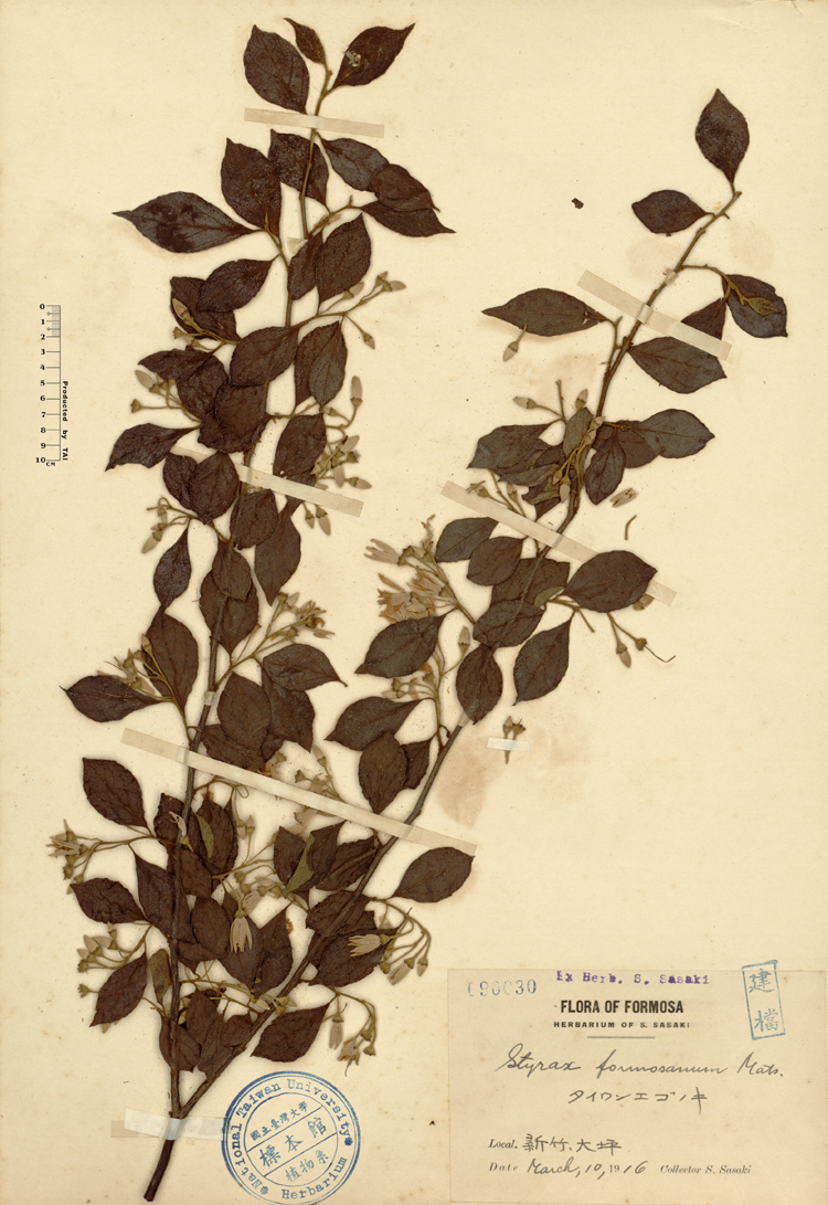 中文種名:烏皮九芎學名:Styrax formosana Matsum.俗名:烏皮九芎俗名（英文）:烏皮九芎