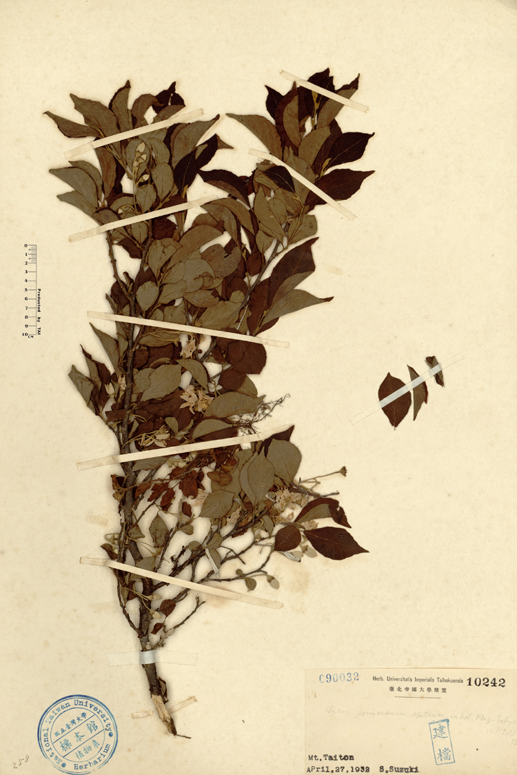 中文種名:烏皮九芎學名:Styrax formosana Matsum.俗名:烏皮九芎俗名（英文）:烏皮九芎