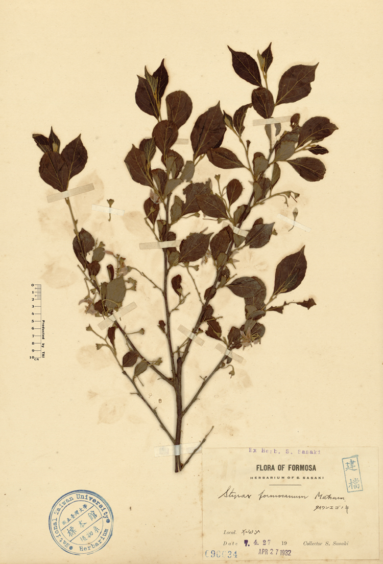 中文種名:烏皮九芎學名:Styrax formosana Matsum.俗名:烏皮九芎俗名（英文）:烏皮九芎