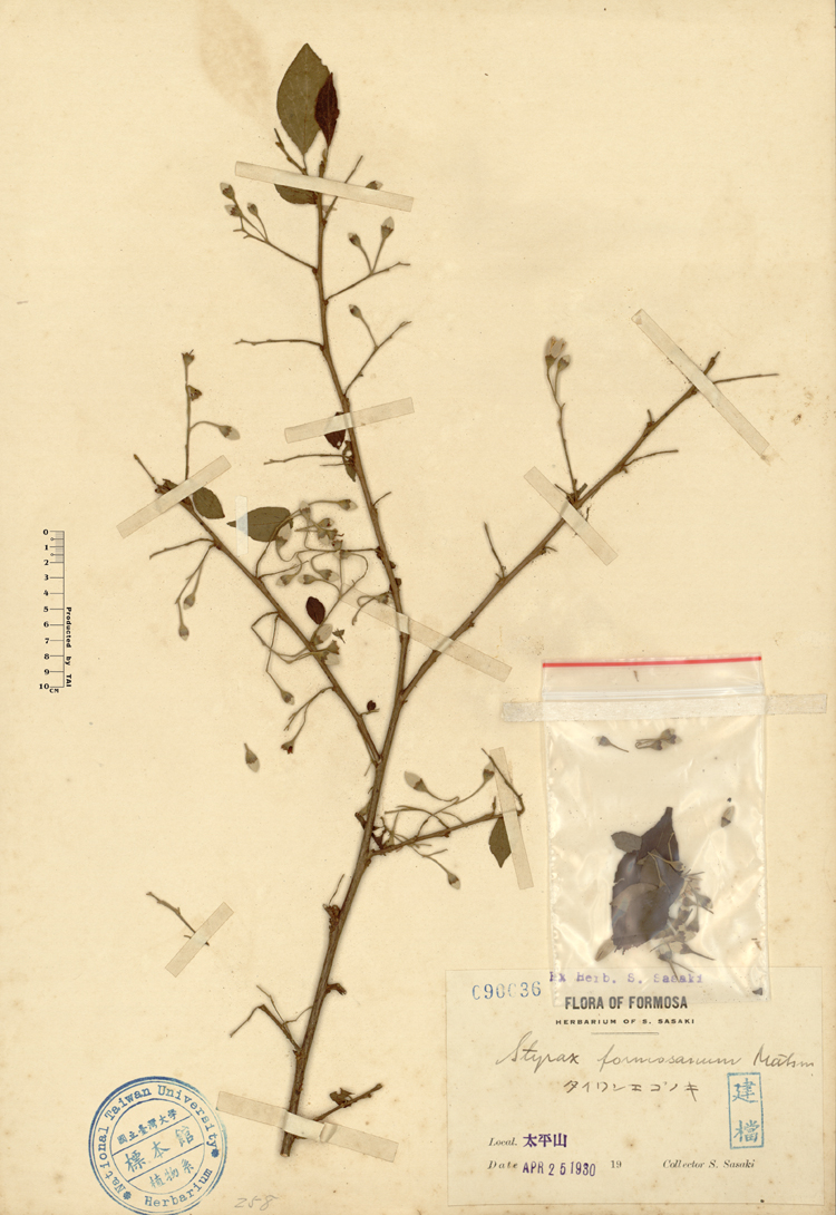 中文種名:烏皮九芎學名:Styrax formosana Matsum.俗名:烏皮九芎俗名（英文）:烏皮九芎