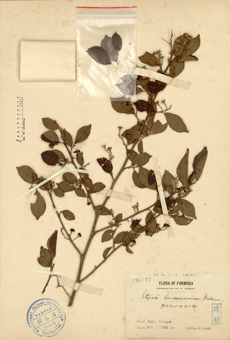 中文種名:烏皮九芎學名:Styrax formosana Matsum.俗名:烏皮九芎俗名（英文）:烏皮九芎