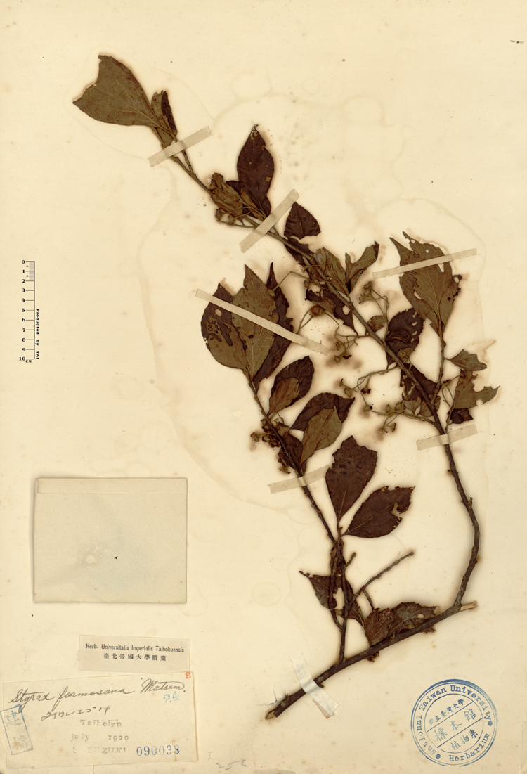 中文種名:烏皮九芎學名:Styrax formosana Matsum.俗名:烏皮九芎俗名（英文）:烏皮九芎
