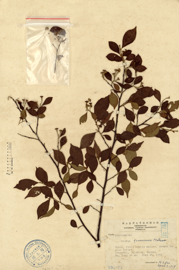 中文種名:烏皮九芎學名:Styrax formosana Matsum.俗名:烏皮九芎俗名（英文）:烏皮九芎