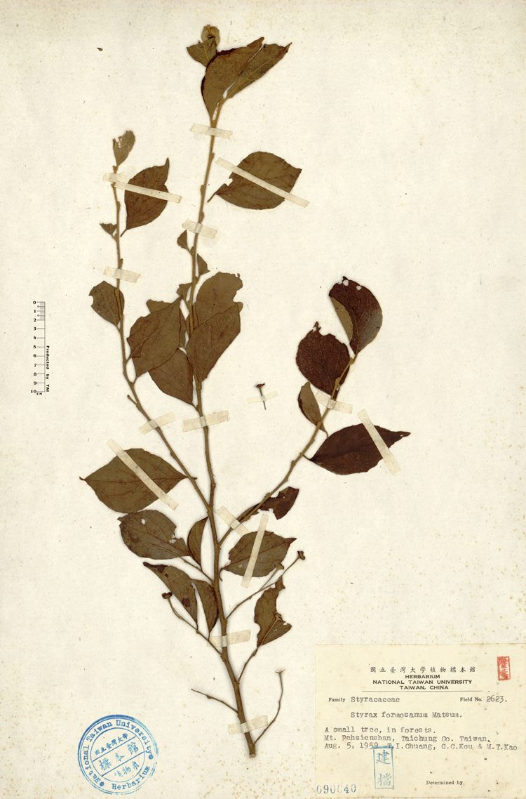 中文種名:烏皮九芎學名:Styrax formosana Matsum.俗名:烏皮九芎俗名（英文）:烏皮九芎