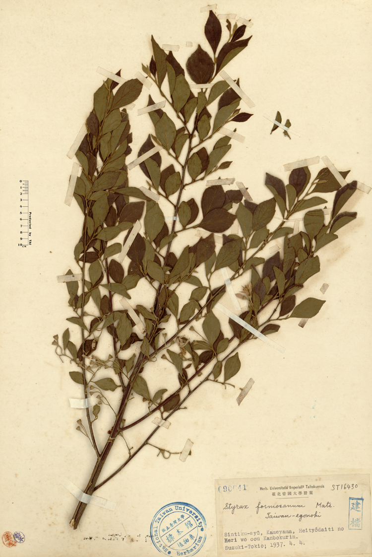 中文種名:烏皮九芎學名:Styrax formosana Matsum.俗名:烏皮九芎俗名（英文）:烏皮九芎