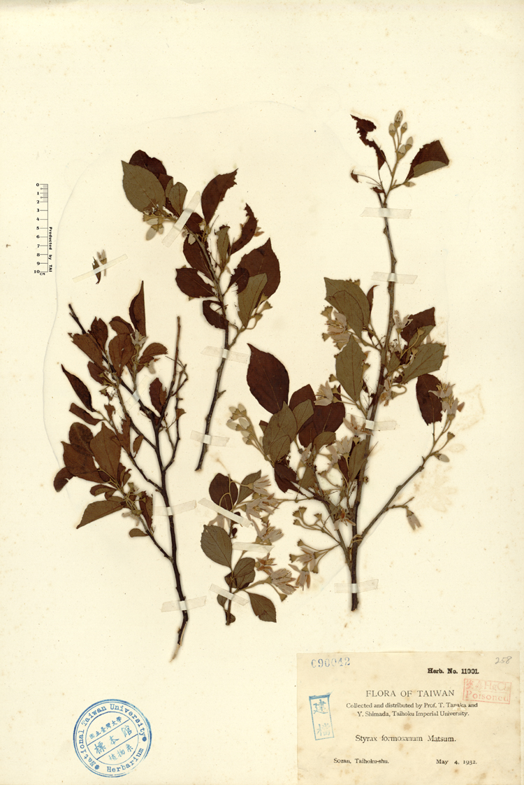 中文種名:烏皮九芎學名:Styrax formosana Matsum.俗名:烏皮九芎俗名（英文）:烏皮九芎