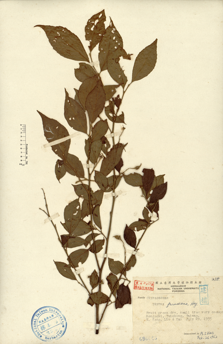 中文種名:烏皮九芎學名:Styrax formosana Matsum.俗名:烏皮九芎俗名（英文）:烏皮九芎