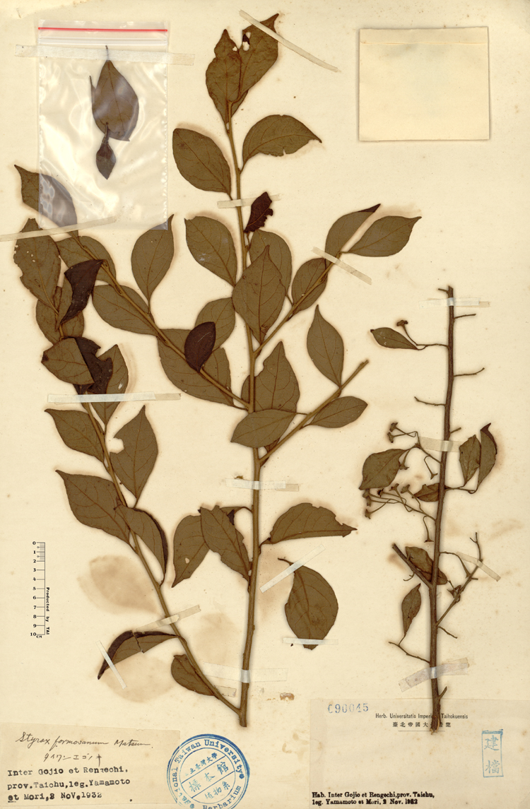 中文種名:烏皮九芎學名:Styrax formosana Matsum.俗名:烏皮九芎俗名（英文）:烏皮九芎