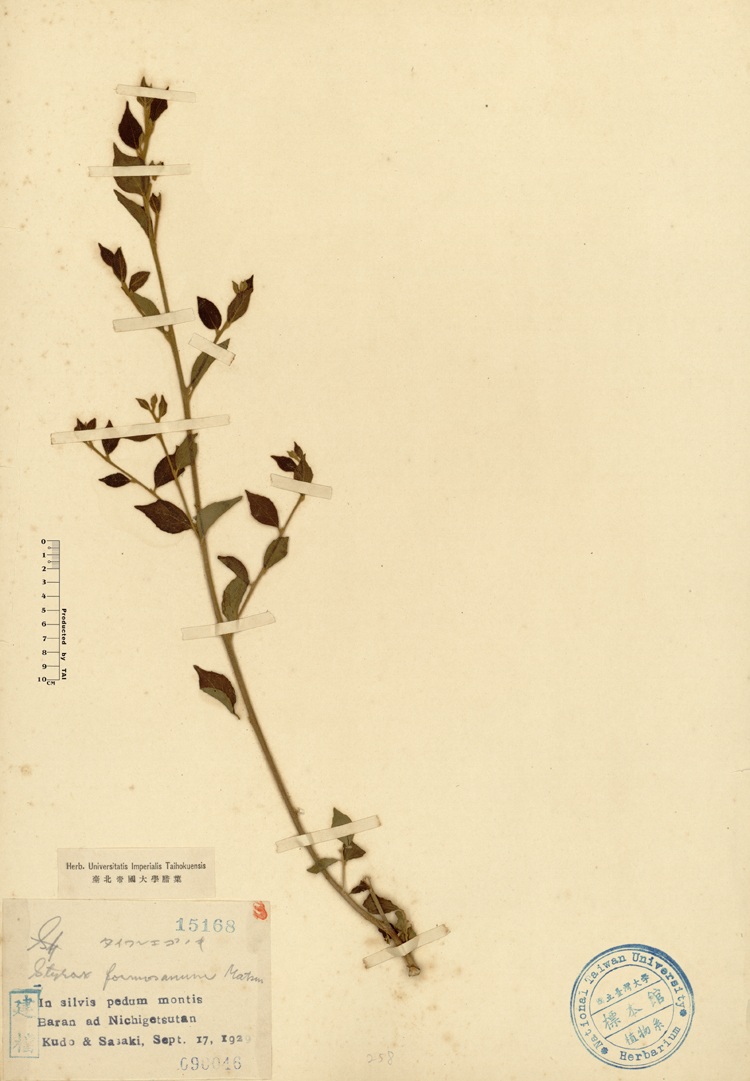 中文種名:烏皮九芎學名:Styrax formosana Matsum.俗名:烏皮九芎俗名（英文）:烏皮九芎
