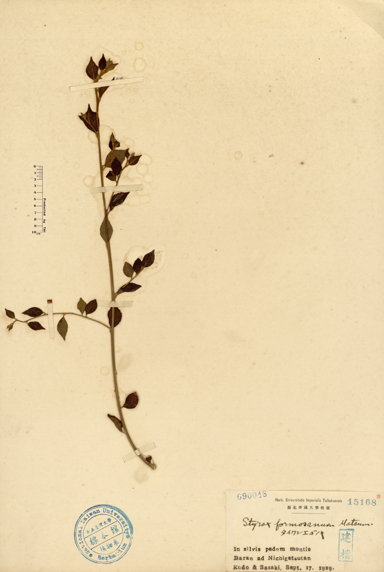 中文種名:烏皮九芎學名:Styrax formosana Matsum.俗名:烏皮九芎俗名（英文）:烏皮九芎