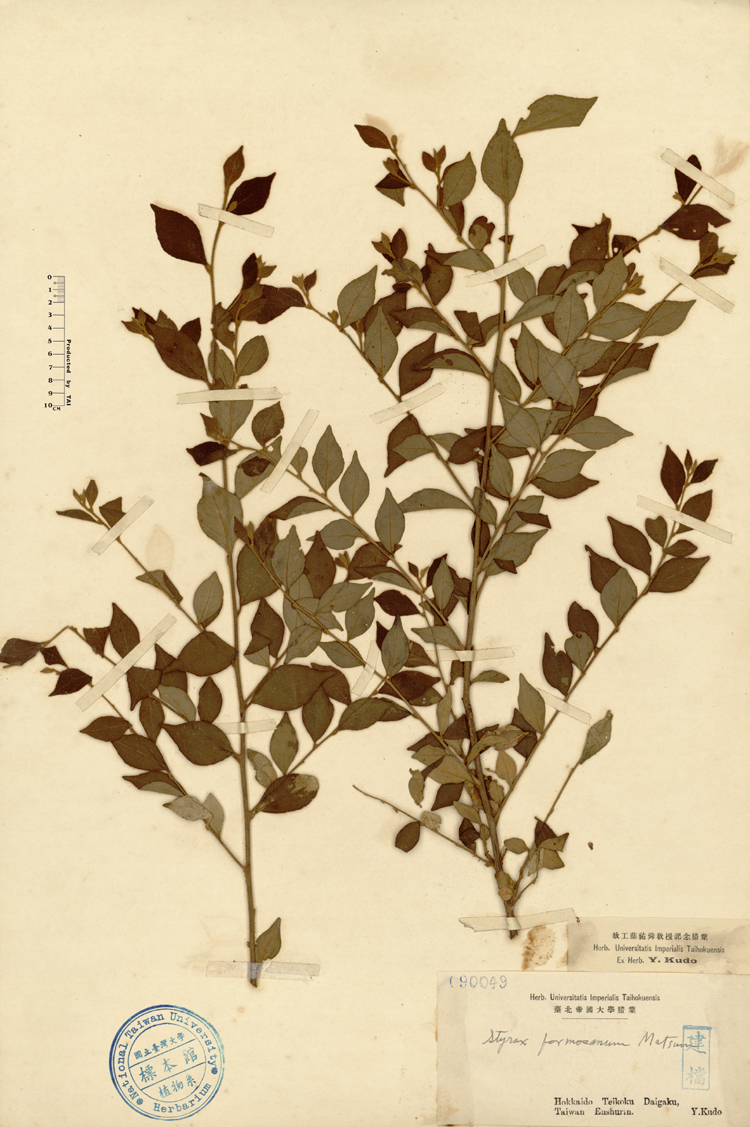 中文種名:烏皮九芎學名:Styrax formosana Matsum.俗名:烏皮九芎俗名（英文）:烏皮九芎