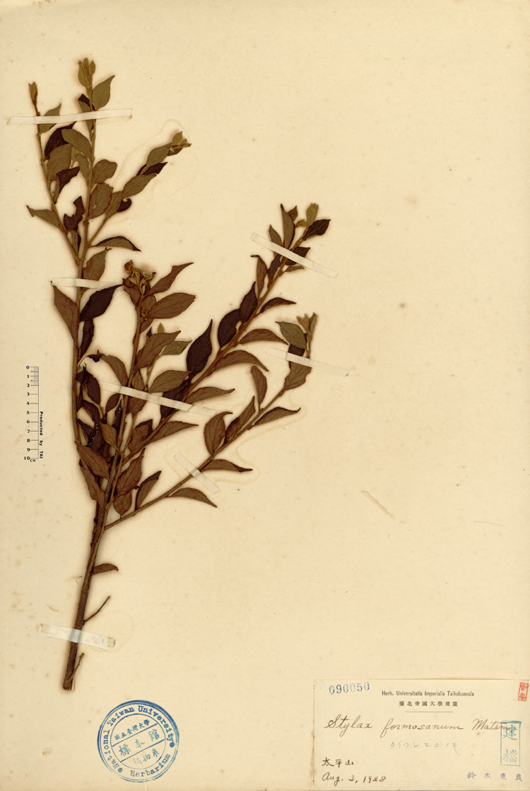 中文種名:烏皮九芎學名:Styrax formosana Matsum.俗名:烏皮九芎俗名（英文）:烏皮九芎