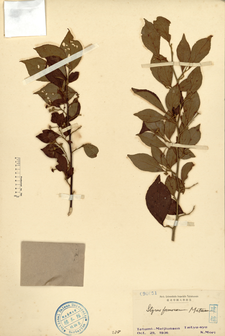 中文種名:烏皮九芎學名:Styrax formosana Matsum.俗名:烏皮九芎俗名（英文）:烏皮九芎