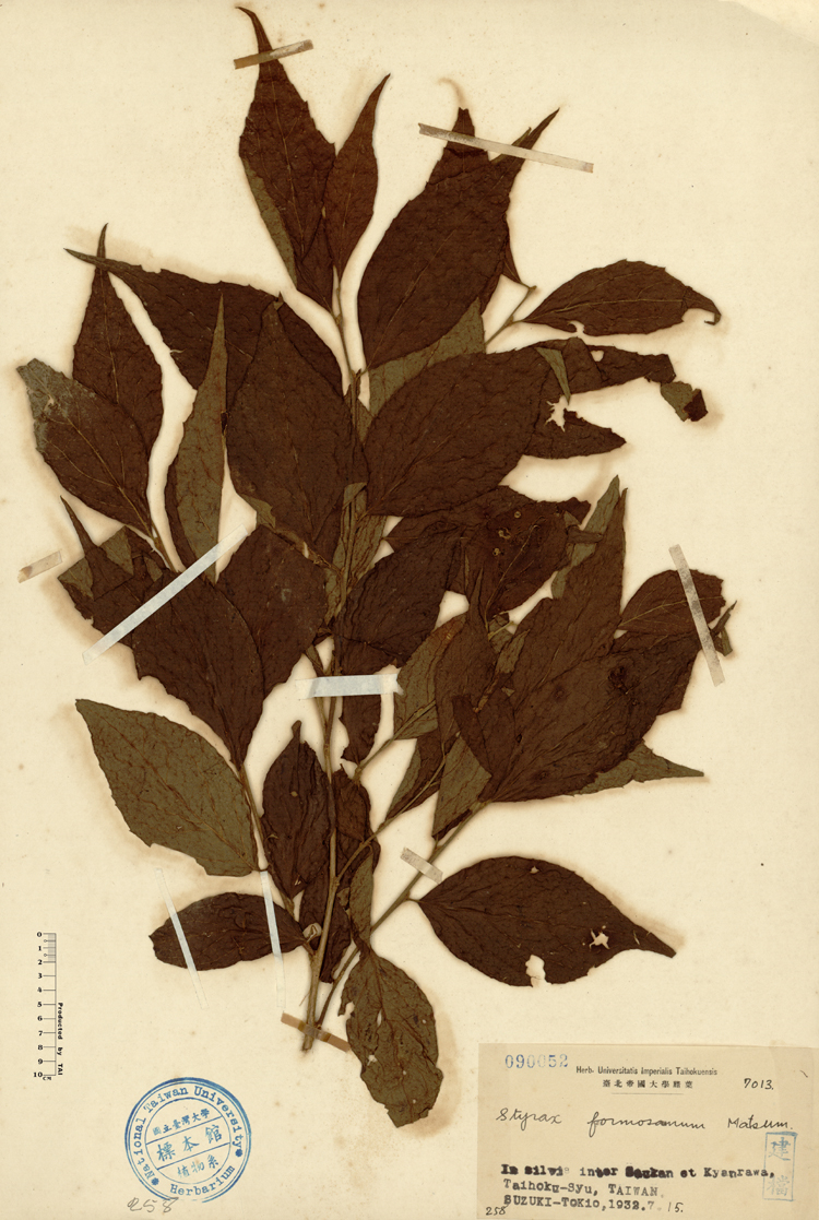 中文種名:烏皮九芎學名:Styrax formosana Matsum.俗名:烏皮九芎俗名（英文）:烏皮九芎