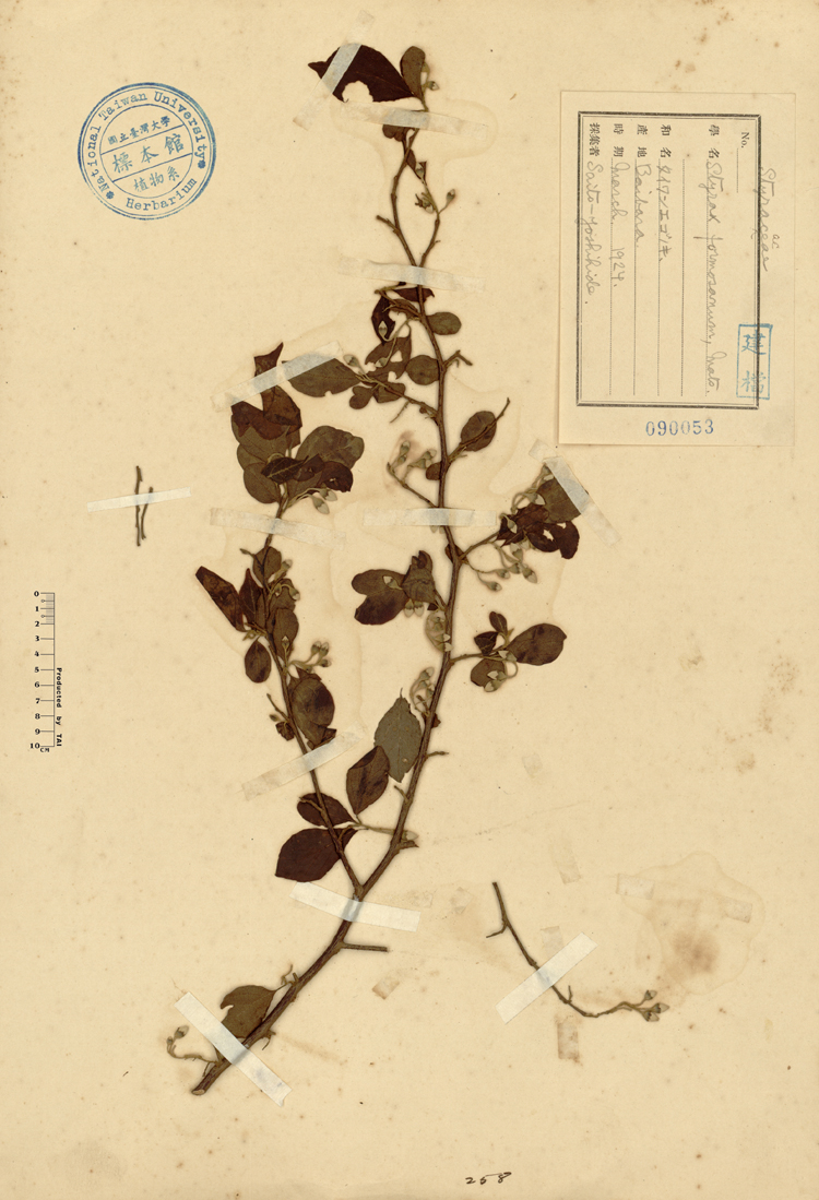中文種名:烏皮九芎學名:Styrax formosana Matsum.俗名:烏皮九芎俗名（英文）:烏皮九芎