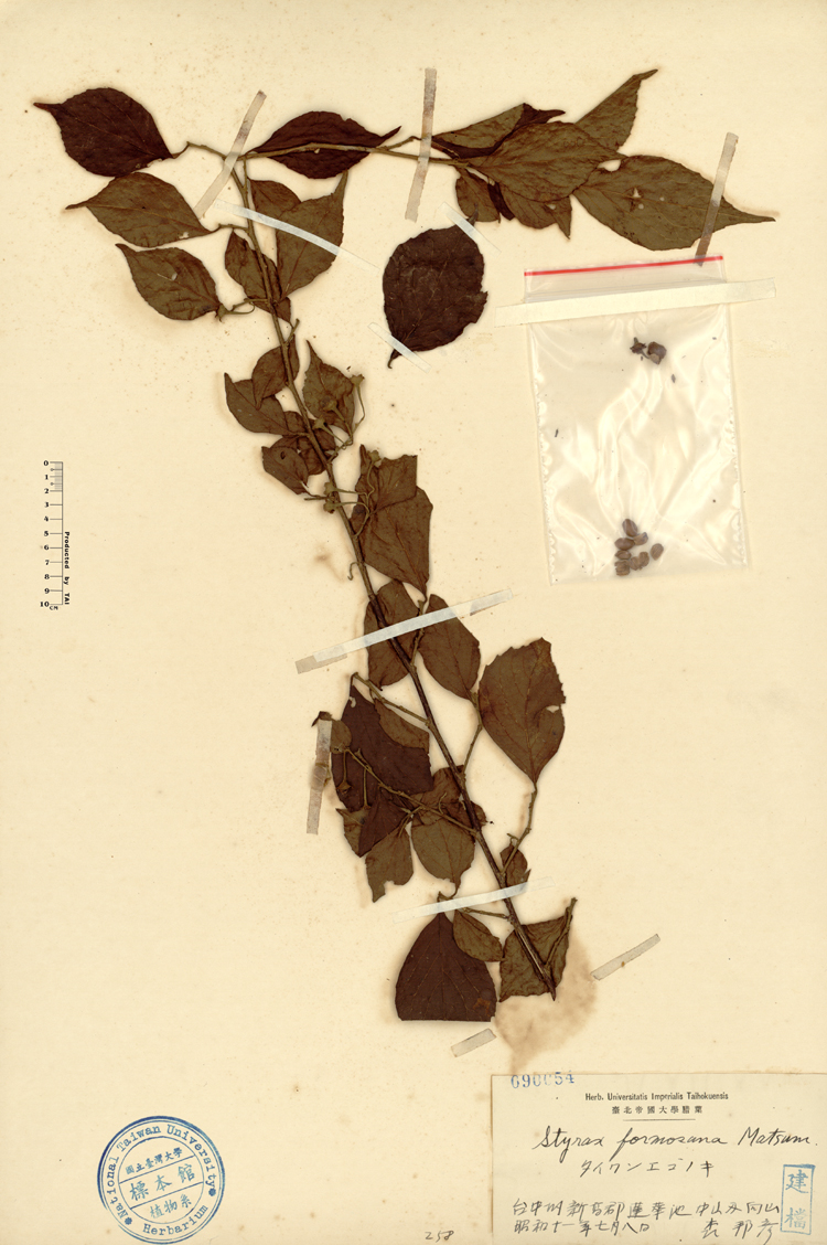 中文種名:烏皮九芎學名:Styrax formosana Matsum.俗名:烏皮九芎俗名（英文）:烏皮九芎