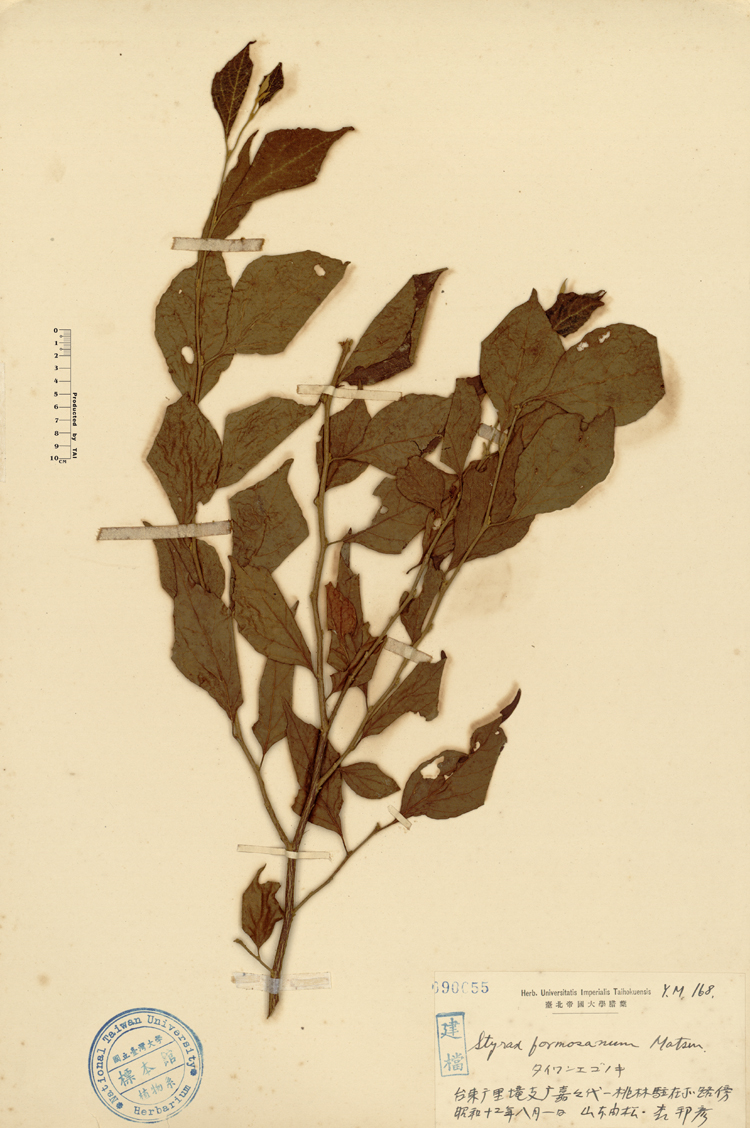 中文種名:烏皮九芎學名:Styrax formosana Matsum.俗名:烏皮九芎俗名（英文）:烏皮九芎