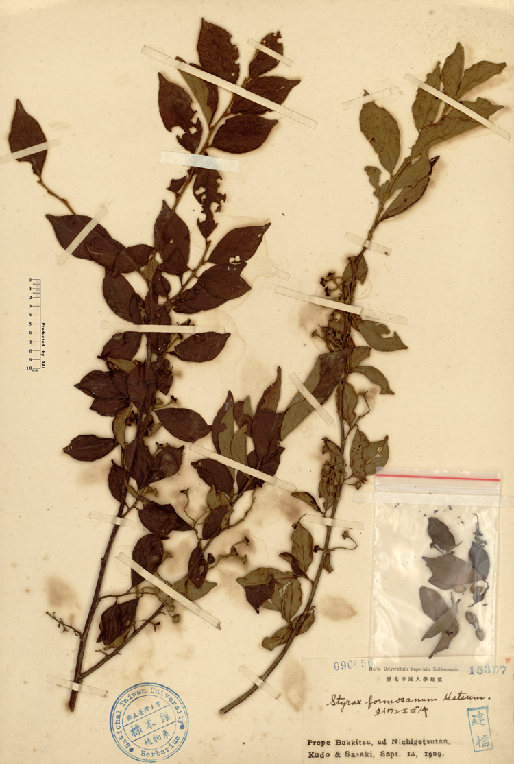 中文種名:烏皮九芎學名:Styrax formosana Matsum.俗名:烏皮九芎俗名（英文）:烏皮九芎