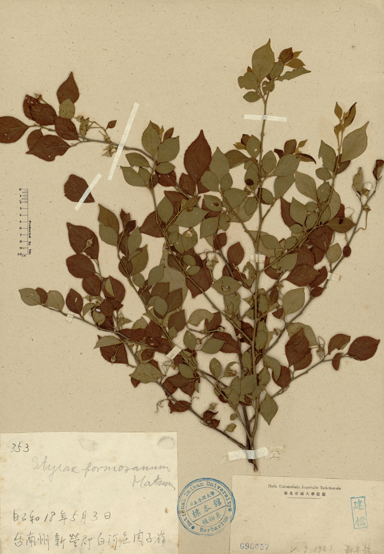 中文種名:烏皮九芎學名:Styrax formosana Matsum.俗名:烏皮九芎俗名（英文）:烏皮九芎