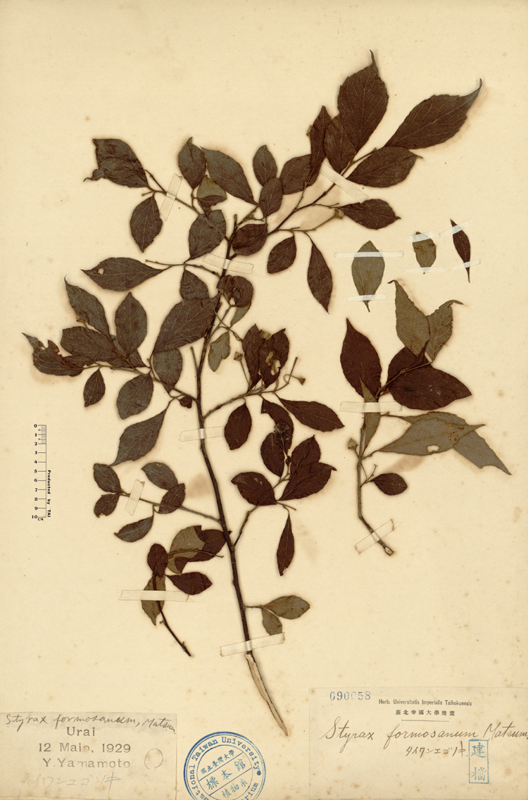 中文種名:烏皮九芎學名:Styrax formosana Matsum.俗名:烏皮九芎俗名（英文）:烏皮九芎