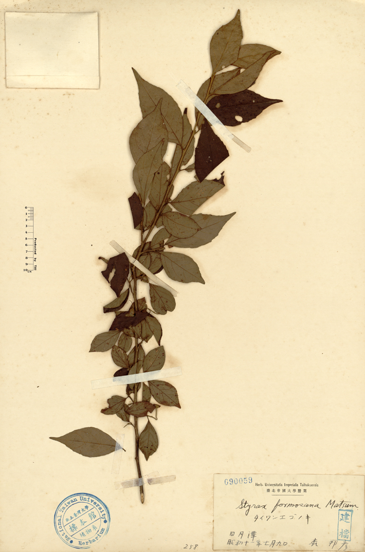 中文種名:烏皮九芎學名:Styrax formosana Matsum.俗名:烏皮九芎俗名（英文）:烏皮九芎