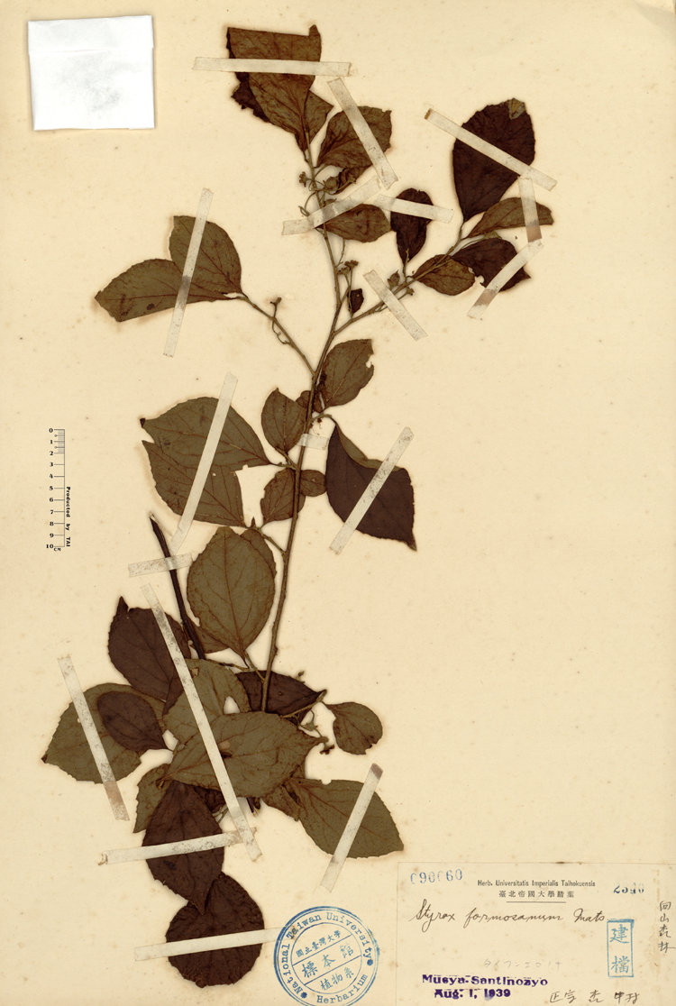 中文種名:烏皮九芎學名:Styrax formosana Matsum.俗名:烏皮九芎俗名（英文）:烏皮九芎