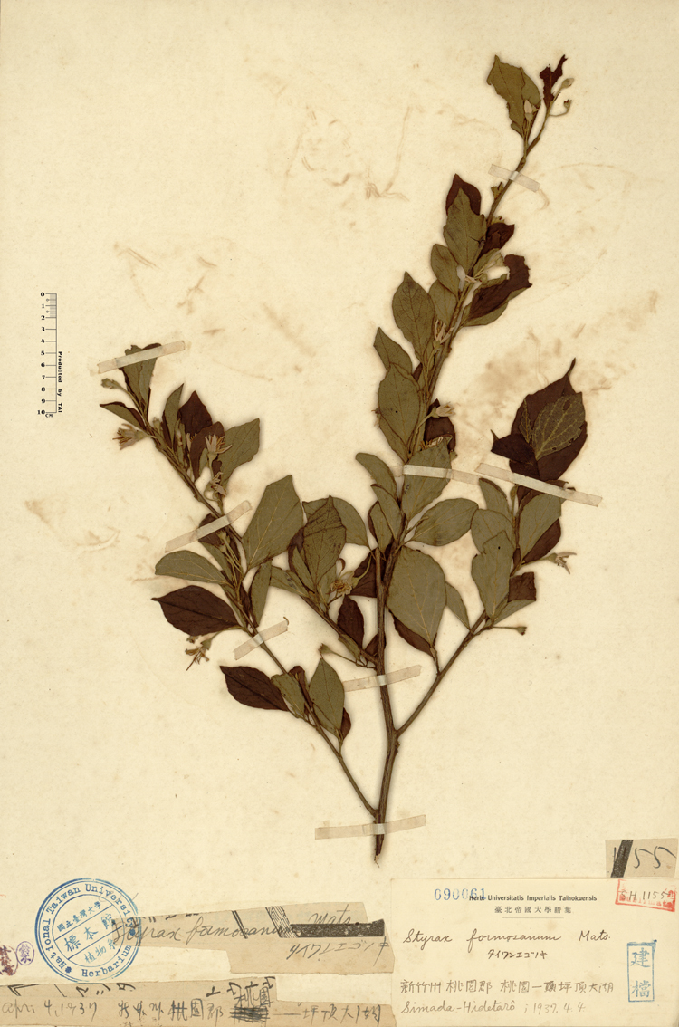 中文種名:烏皮九芎學名:Styrax formosana Matsum.俗名:烏皮九芎俗名（英文）:烏皮九芎