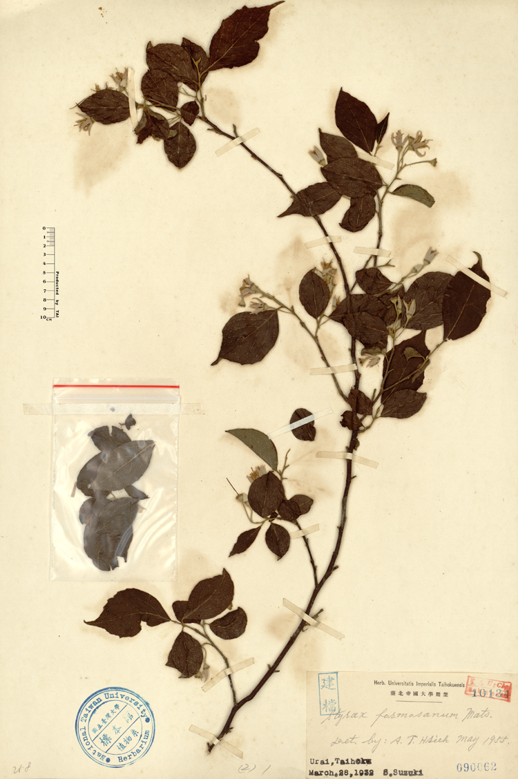 中文種名:烏皮九芎學名:Styrax formosana Matsum.俗名:烏皮九芎俗名（英文）:烏皮九芎