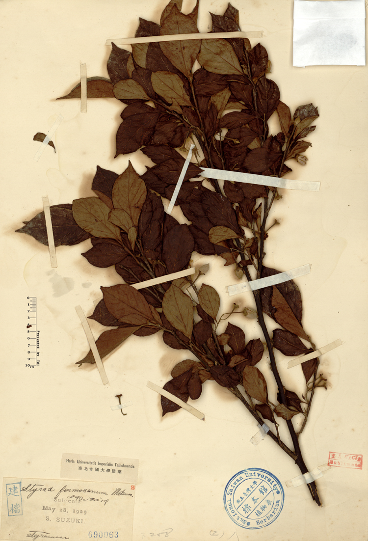 中文種名:烏皮九芎學名:Styrax formosana Matsum.俗名:烏皮九芎俗名（英文）:烏皮九芎