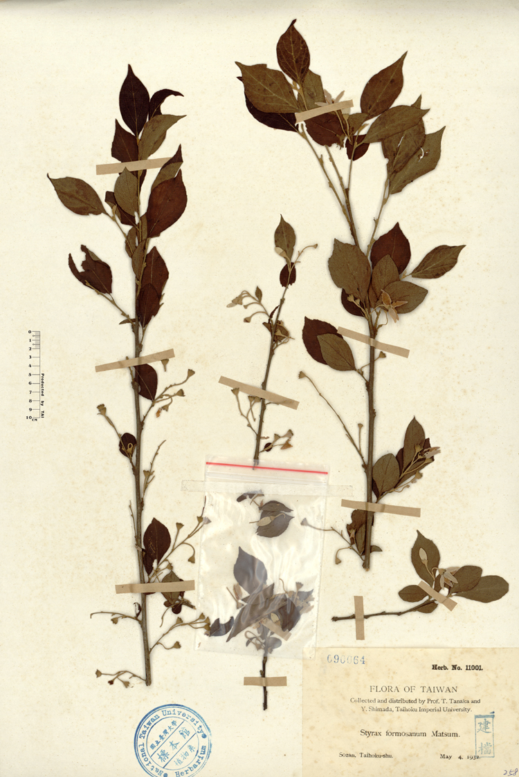 中文種名:烏皮九芎學名:Styrax formosana Matsum.俗名:烏皮九芎俗名（英文）:烏皮九芎