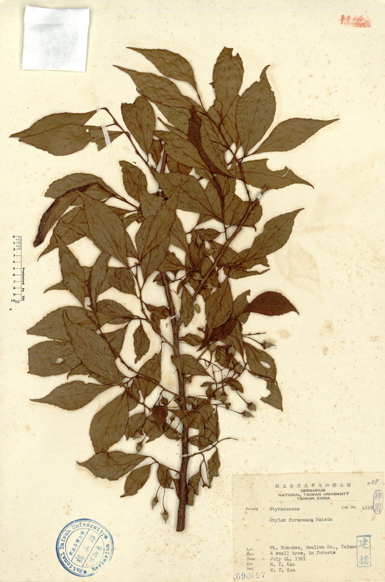 中文種名:烏皮九芎學名:Styrax formosana Matsum.俗名:烏皮九芎俗名（英文）:烏皮九芎