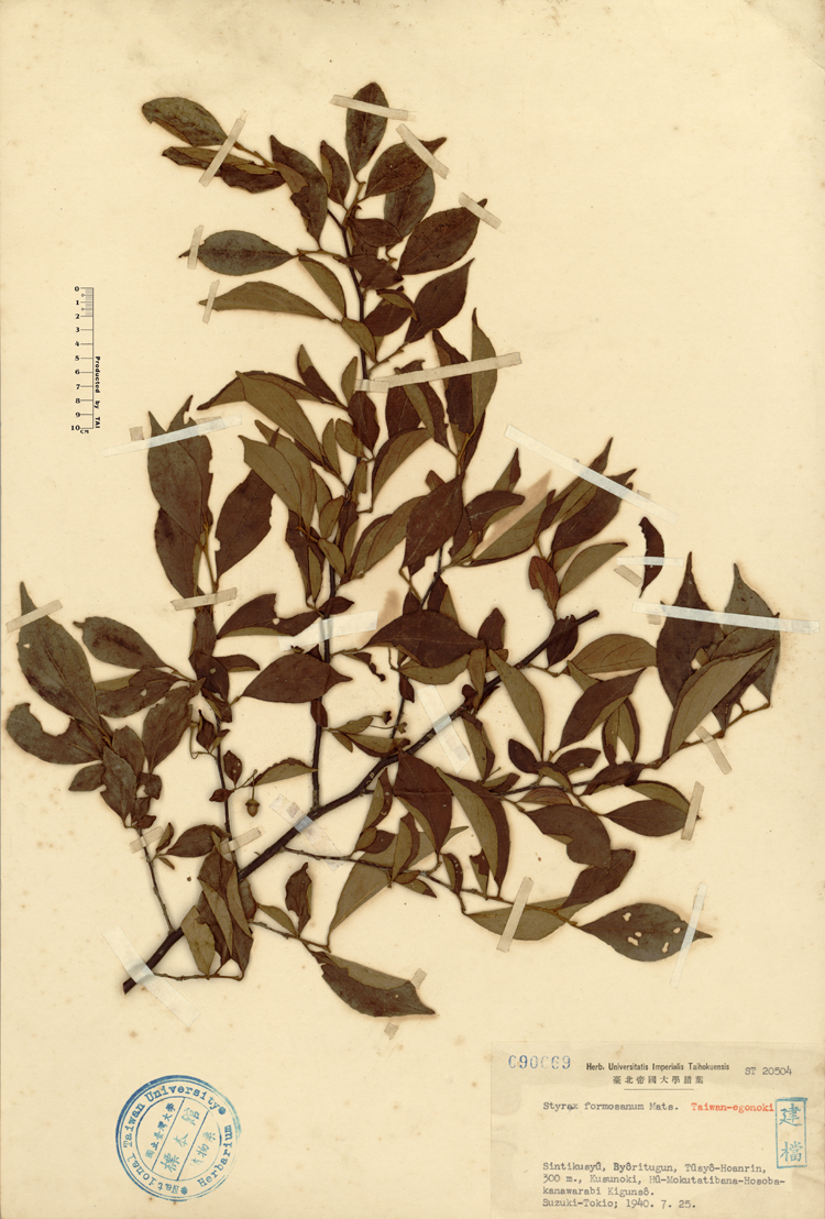 中文種名:烏皮九芎學名:Styrax formosana Matsum.俗名:烏皮九芎俗名（英文）:烏皮九芎