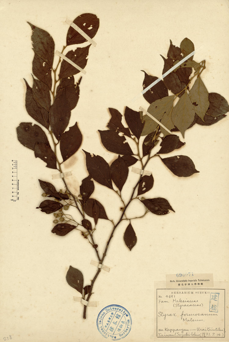中文種名:烏皮九芎學名:Styrax formosana Matsum.俗名:烏皮九芎俗名（英文）:烏皮九芎
