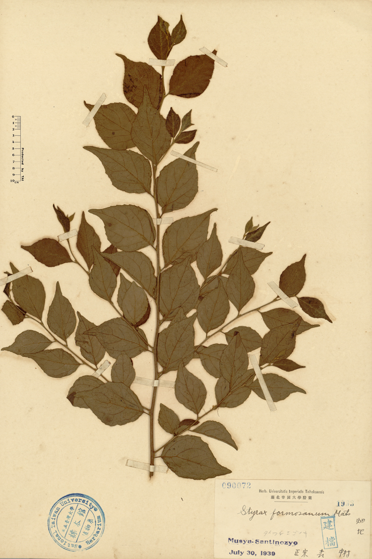 中文種名:烏皮九芎學名:Styrax formosana Matsum.俗名:烏皮九芎俗名（英文）:烏皮九芎