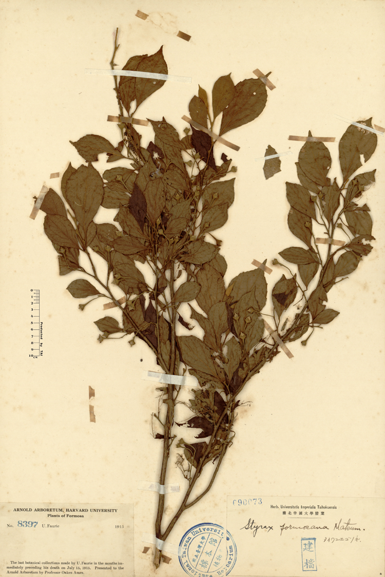 中文種名:烏皮九芎學名:Styrax formosana Matsum.俗名:烏皮九芎俗名（英文）:烏皮九芎