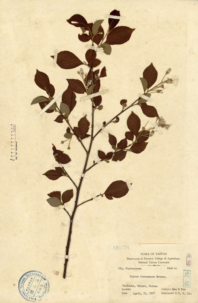 中文種名:烏皮九芎學名:Styrax formosana Matsum.俗名:烏皮九芎俗名（英文）:烏皮九芎