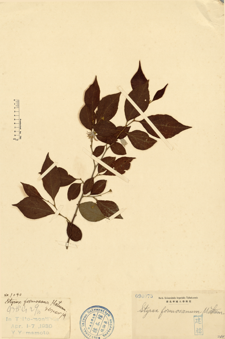 中文種名:烏皮九芎學名:Styrax formosana Matsum.俗名:烏皮九芎俗名（英文）:烏皮九芎