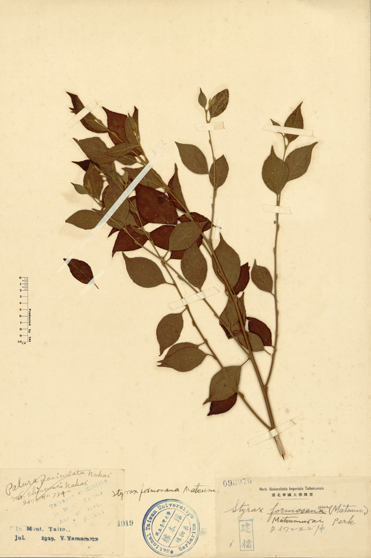 中文種名:烏皮九芎學名:Styrax formosana Matsum.俗名:烏皮九芎俗名（英文）:烏皮九芎