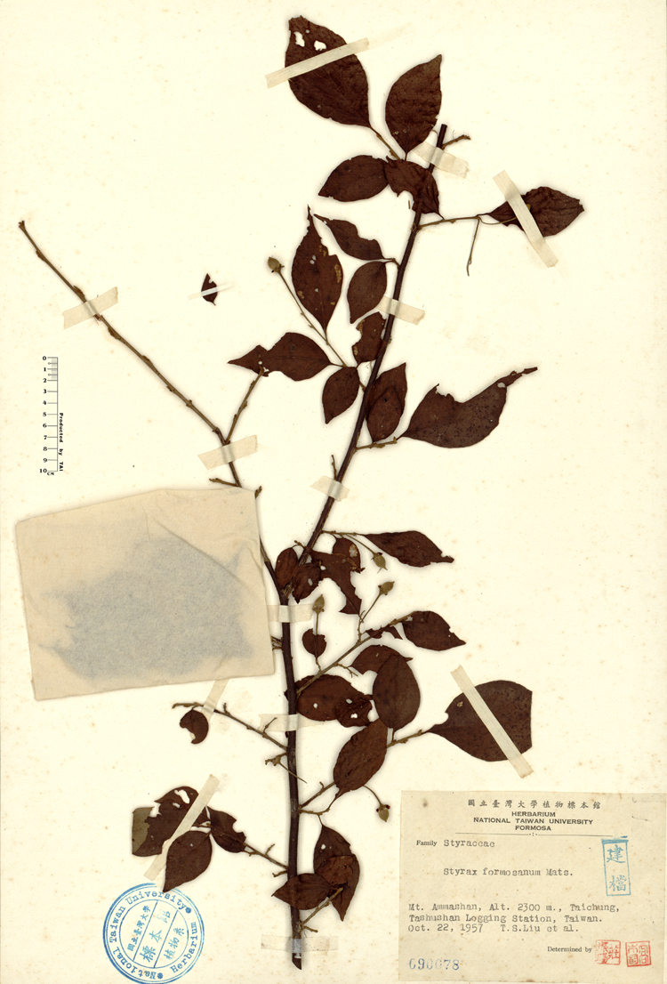 中文種名:烏皮九芎學名:Styrax formosana Matsum.俗名:烏皮九芎俗名（英文）:烏皮九芎