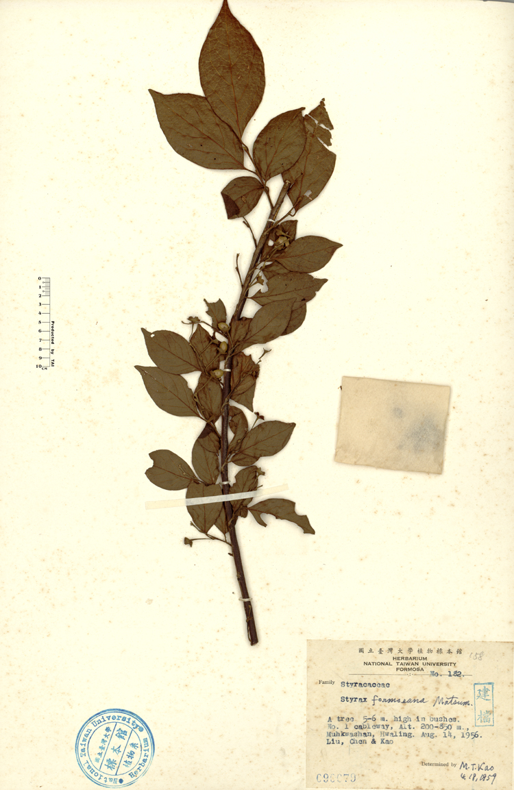 中文種名:烏皮九芎學名:Styrax formosana Matsum.俗名:烏皮九芎俗名（英文）:烏皮九芎