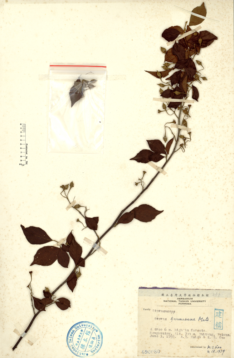 中文種名:烏皮九芎學名:Styrax formosana Matsum.俗名:烏皮九芎俗名（英文）:烏皮九芎