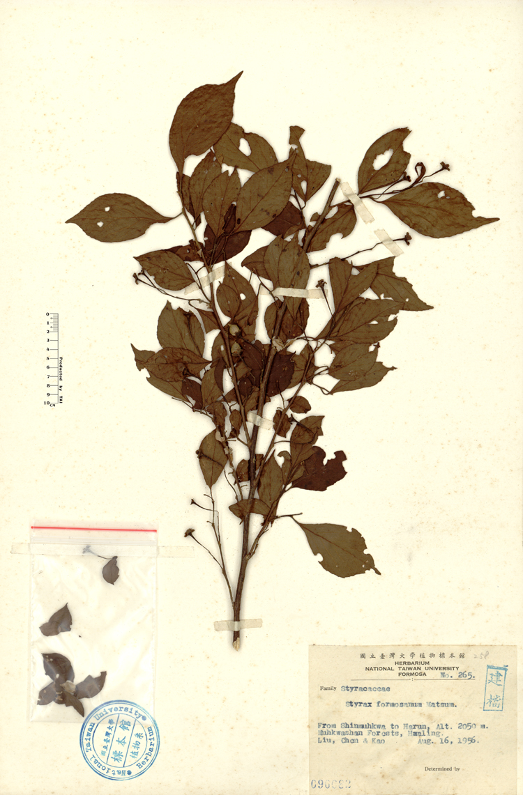 中文種名:烏皮九芎學名:Styrax formosana Matsum.俗名:烏皮九芎俗名（英文）:烏皮九芎