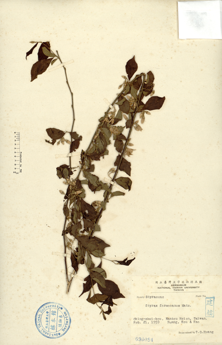 中文種名:烏皮九芎學名:Styrax formosana Matsum.俗名:烏皮九芎俗名（英文）:烏皮九芎