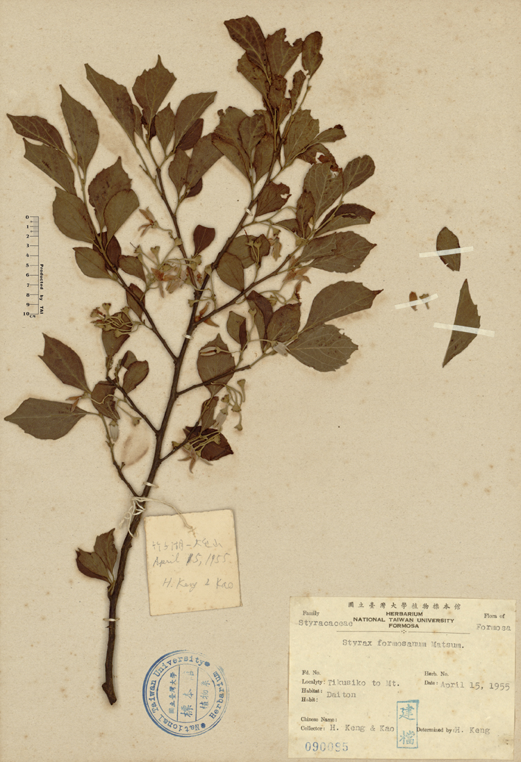 中文種名:烏皮九芎學名:Styrax formosana Matsum.俗名:烏皮九芎俗名（英文）:烏皮九芎