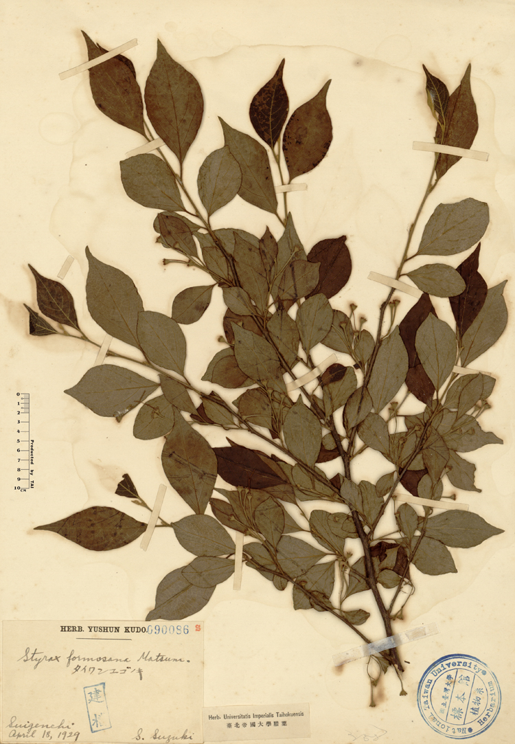 中文種名:烏皮九芎學名:Styrax formosana Matsum.俗名:烏皮九芎俗名（英文）:烏皮九芎