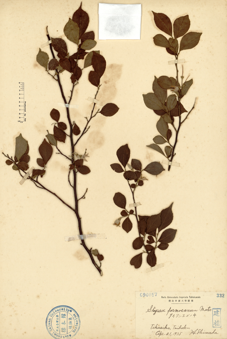 中文種名:烏皮九芎學名:Styrax formosana Matsum.俗名:烏皮九芎俗名（英文）:烏皮九芎