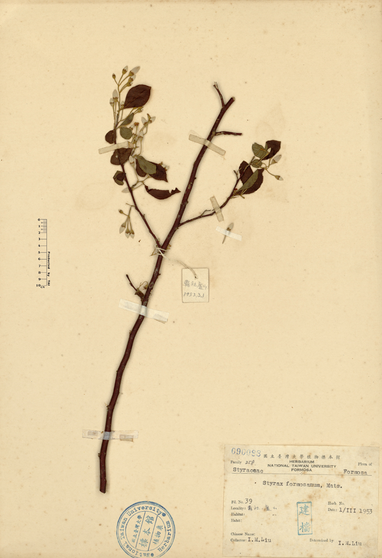 中文種名:烏皮九芎學名:Styrax formosana Matsum.俗名:烏皮九芎俗名（英文）:烏皮九芎