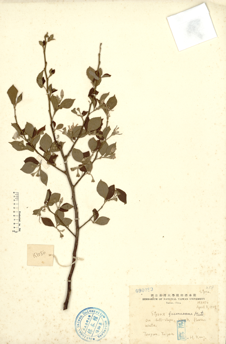 中文種名:恒春野茉莉學名:Styrax formosana Matsum.俗名:恒春野茉莉俗名（英文）:恒春野茉莉