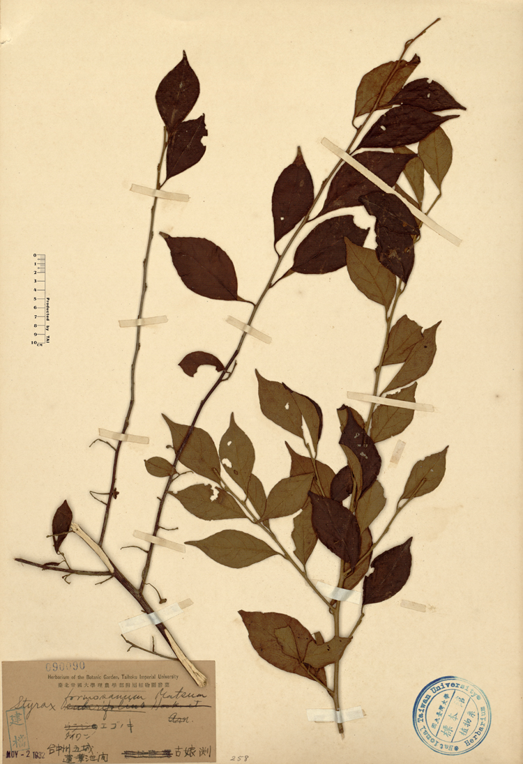 中文種名:烏皮九芎學名:Styrax formosana Matsum.俗名:烏皮九芎俗名（英文）:烏皮九芎